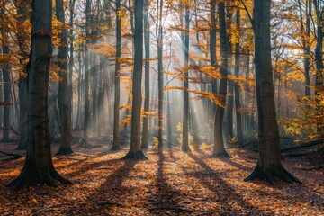 Sunlight filtering through a canopy of autumn leaves in a peaceful woodland.