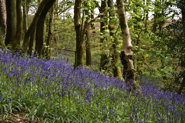 the bluebells blooming on walton hill in clent 