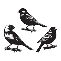 Elegant Canary silhouette for art and design - Canary black vector
