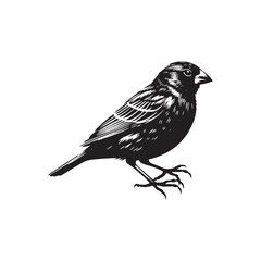 Canary silhouette for contemporary art - Canary illustration - minimallest Canary vector
