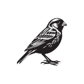 recommend clip art: Elegant Canary silhouette for modern art projects - Canary illustration - minimallest Canary vector
                    