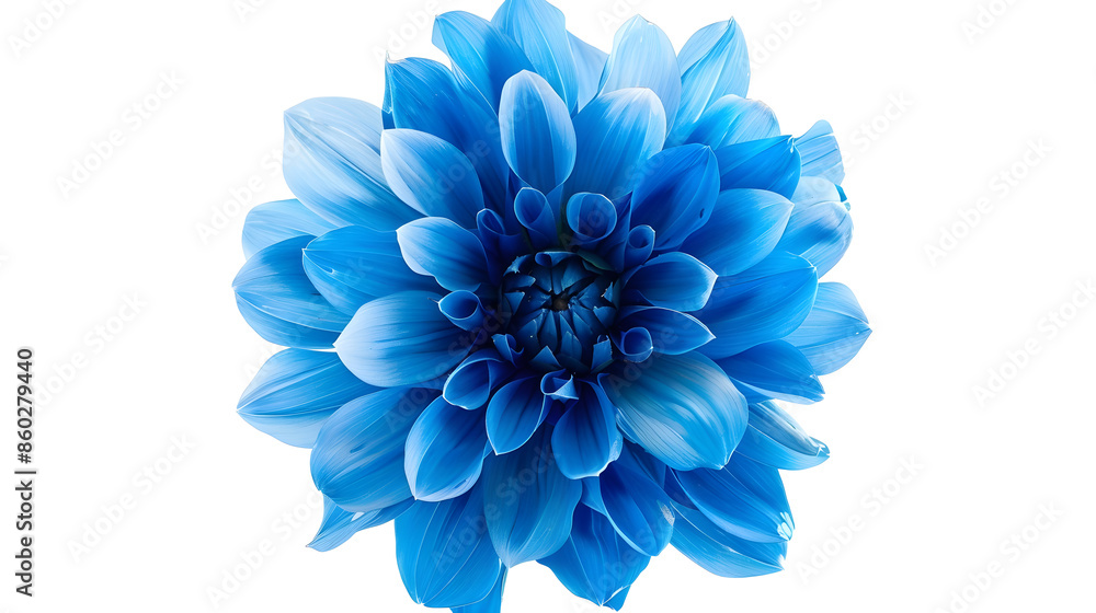 Poster blue flower on a white background isolated with clipping path closeup big shaggy flower dahlia : gen