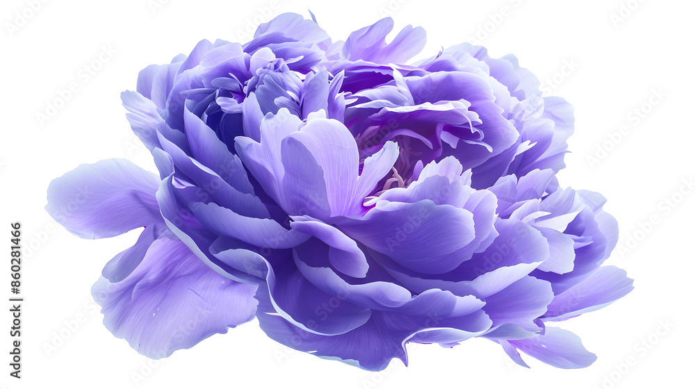 Poster bluepurple peony flower on white isolated background with clipping path closeup for design nature : 