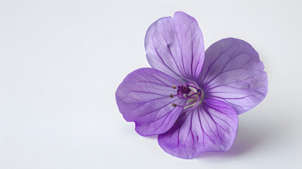 Obraz premium violet flower on white background : Generative AI