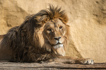 The majestic lion lies and basks in the sun. Zoo in Almaty, Kazakhstan