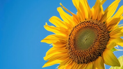 Closeup of a sunflower facing the camera with a bright blue sky background