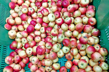 Fresh Organic Apples in Green Crate - Ideal for Market Displays, Posters, Print Media