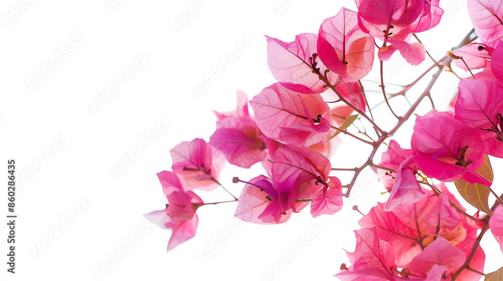 Poster bush flower of bougainvillea on isolated white background with copy space and clipping pathplant tre