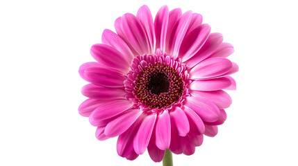 Violetpink gerbera flower on a white isolated background with clipping path   Closeup   For design  Nature : Generative AI