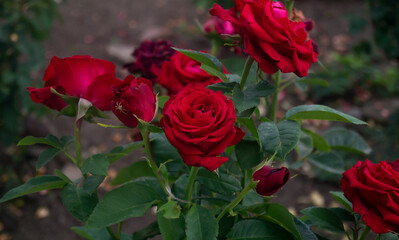 Red roses close-up. Red roses grow in the garden