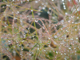Clear dewdrops on the leaves