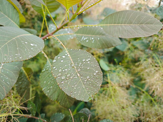 Clear dewdrops on the leaves