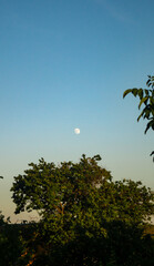 Full moon on the background of the blue sky above the top of a green tree