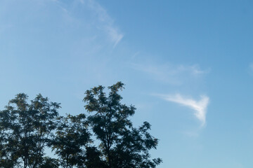 Blue evening sky over green trees