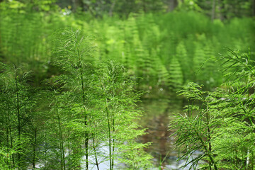 Obraz premium Uferlandschaft mit Sumpf-Schachtel halm - lake side habitate with marsh horsetail - Equisetum palustre