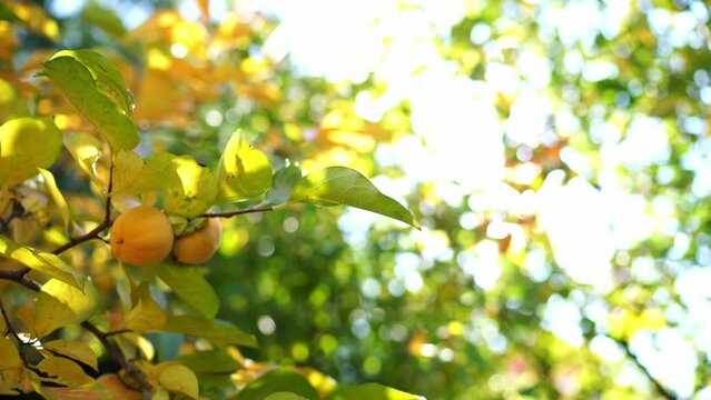 Bright sunbeams peep through the branches of a tree with ripe persimmons on them. High quality 4k footage