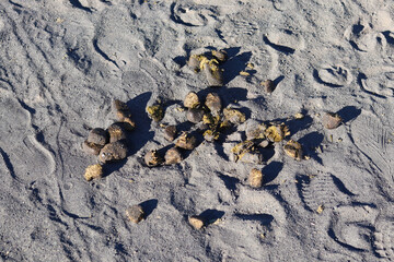 horse or cat feces on the sand