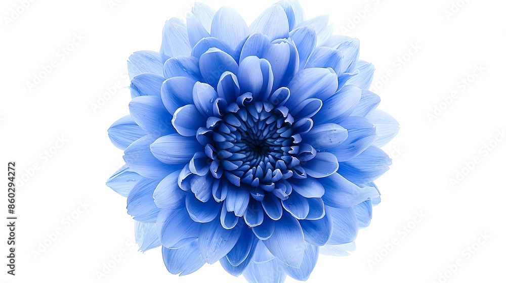 Aufkleber blue chrysanthemum flower on a white isolated background with clipping path for design closeup natur