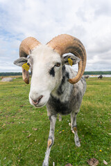 Beautiful sheep with twisted horns grazing in the wild near the sea
