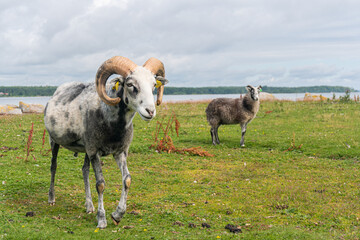 Beautiful sheep with twisted horns grazing in the wild near the sea
