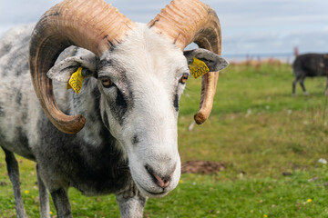 Beautiful sheep with twisted horns grazing in the wild near the sea