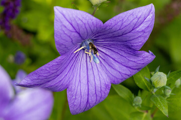 Chelostoma rapunculi, the scissor bee, on balloon flower Platycodon grandiflorus blossom