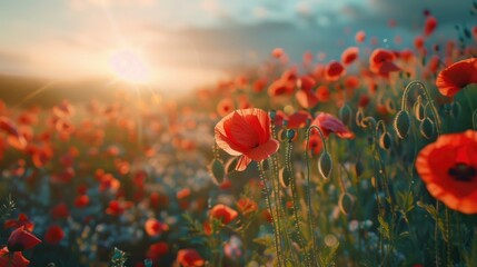 Field of red poppies with the sun shining through, ideal for use as a scenic backdrop or to represent nature and growth