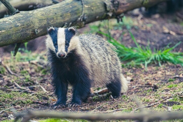 Dachfähe vor dem Bau