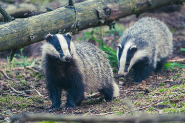 Dachfähe vor dem Bau © Marco