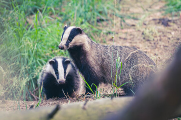 Dachfähe vor dem Bau