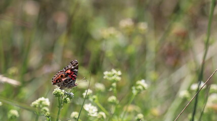 Butterfly on a grass, Praia Grande, Santa Catarina, Brazil