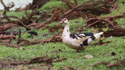 Goose on the grass, Cambará do Sul, Rio Grande do Sul, Brazil.
