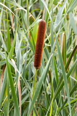 Field plants on a sunny June day. Landscape in the countryside.
