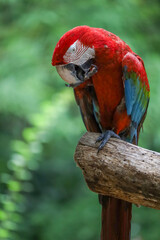 Close up head the red macaw parrot bird in garden