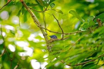 Black naped female sitting on the nest