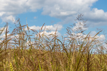 Fototapeta premium Field plants on a sunny June day. Landscape in the countryside.