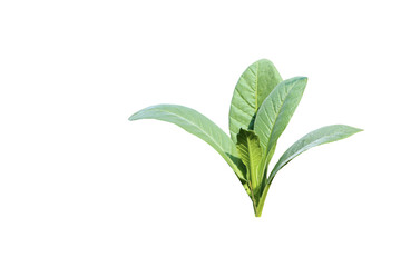 A cut-out of a tobacco leaf on a white background with clipping paths.