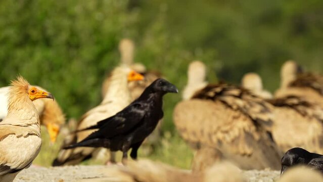 common raven (Corvus Corax) feeding amongst Egyptian Vultures (Neophron percnopterus, Alimoche Com&uacute;n)