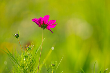 Bright Pink Cosmos Flower in Lush Green Meadow
