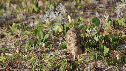 Burrowing owl, Ernivo Beach, Santa Catarina, Brazil.