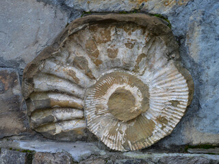 fossilized shells of ancient ammonites. Huge shells are built into the walls as decorations. ...