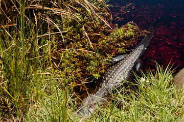 An alligator rests in the early afternoon sunshine within Gulf State Park, Gulf Shores, Alabama...