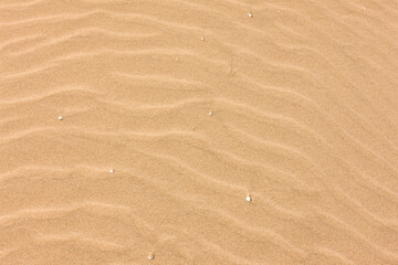 Ripples in the soft dry beach sand with bits of zebra mussel shells at Harrington Beach State Park, Belgium, Wisconsin