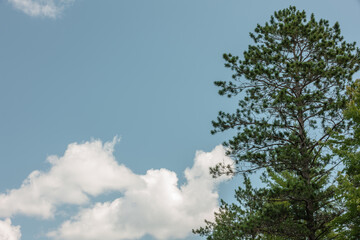Red pine canopy against the August blue sky backed with a large cloud on a summer afternoon near Boulder Junction, Wisconsin