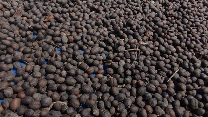 close up of a lot of beans