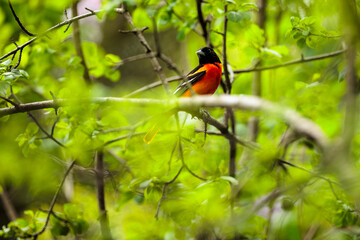 Baltimore Oriole observant in tree in spring in Wisconsin