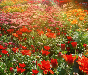 Beautiful red pink orange chrysanthemum flowers in sanny august day. Sun rays light in multicolor flowers garden card wallpaper background. Floral pattern in park - early autumn chrysanthemum flowers