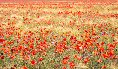 Poppy field in the summer. Poppy flowers in the wind. Wild nature in beauty. Poppies and cornflowers. Aerial summertime landscape. Rural landscape. Beautiful countryside. Green grass and wild flowers 