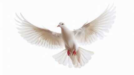 Fototapeta premium majestic flying dove symbolizing the holy spirit isolated on white digital illustration