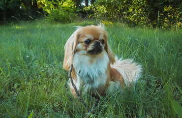 Little Beautiful red light doggo Pekingese breed, amatory family photo
